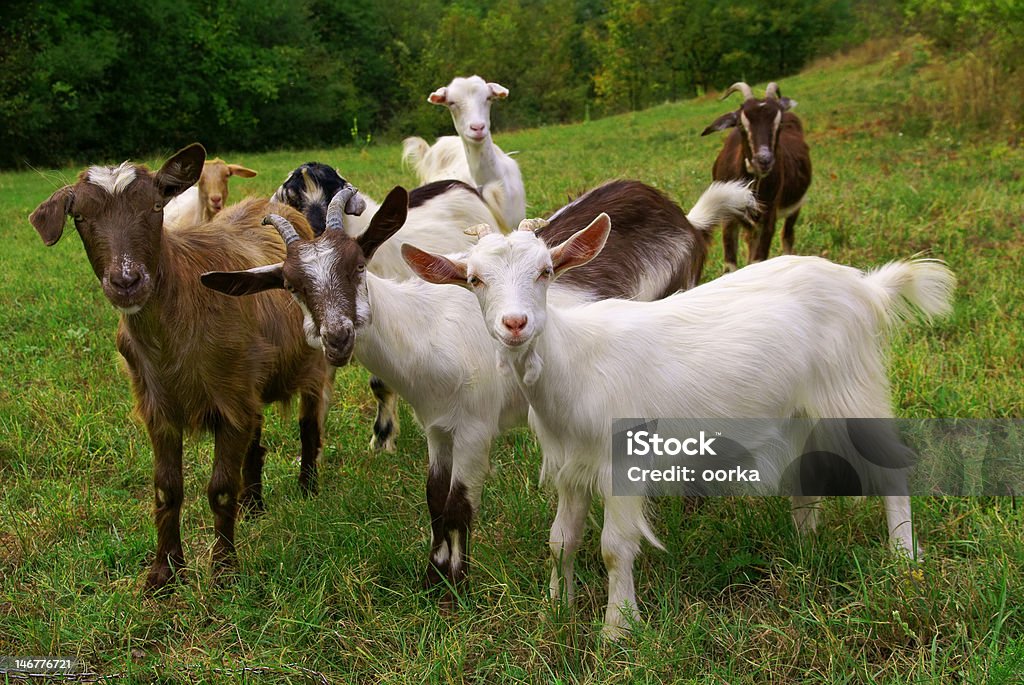 Quality Goats