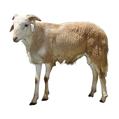 Sheep